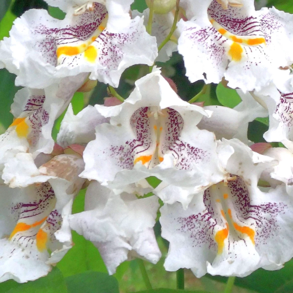 Northern Catalpa Seeds - Heirloom Flower Garden Seeds for Growing