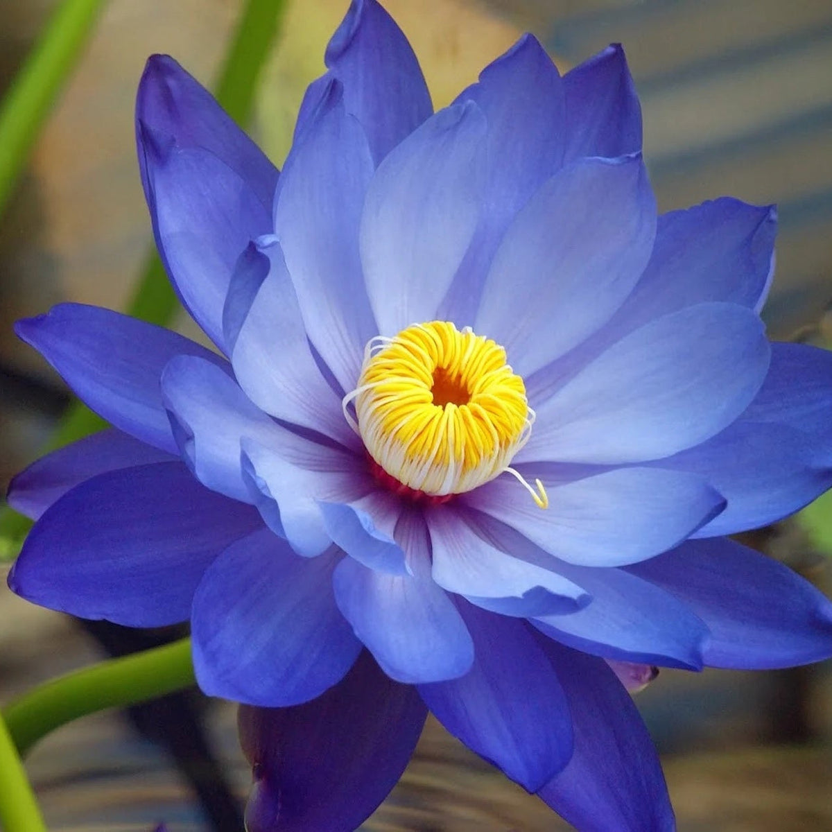 Nymphaea caerulea Blue Lotus Seeds - Heirloom Flower Garden Seeds for Growing