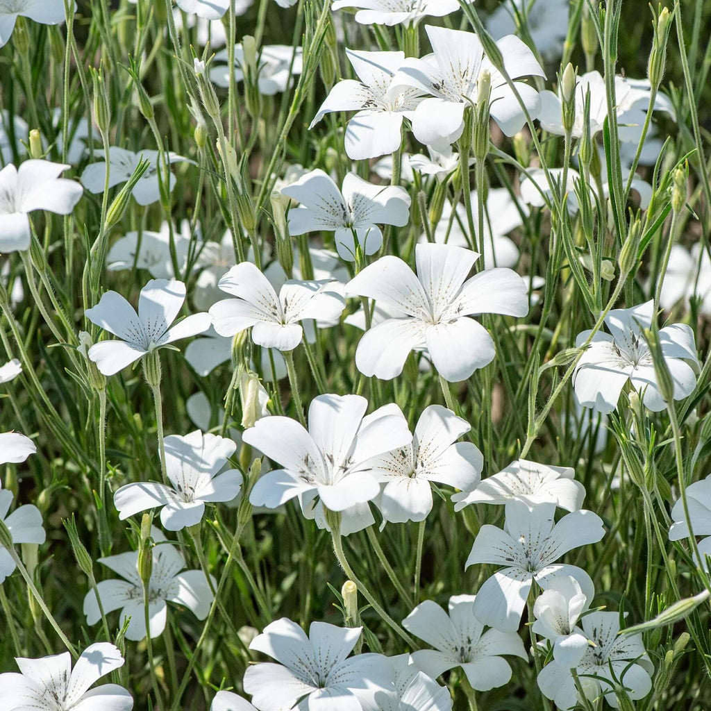 Ocean Pearl Agrostemma Seeds - Heirloom Flower Garden Seeds for Growing