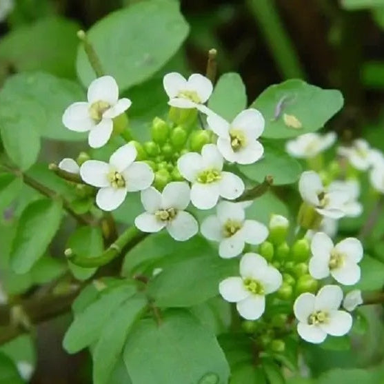 Officinale Nasturtium Seeds - Heirloom Flower Garden Seeds for Growing