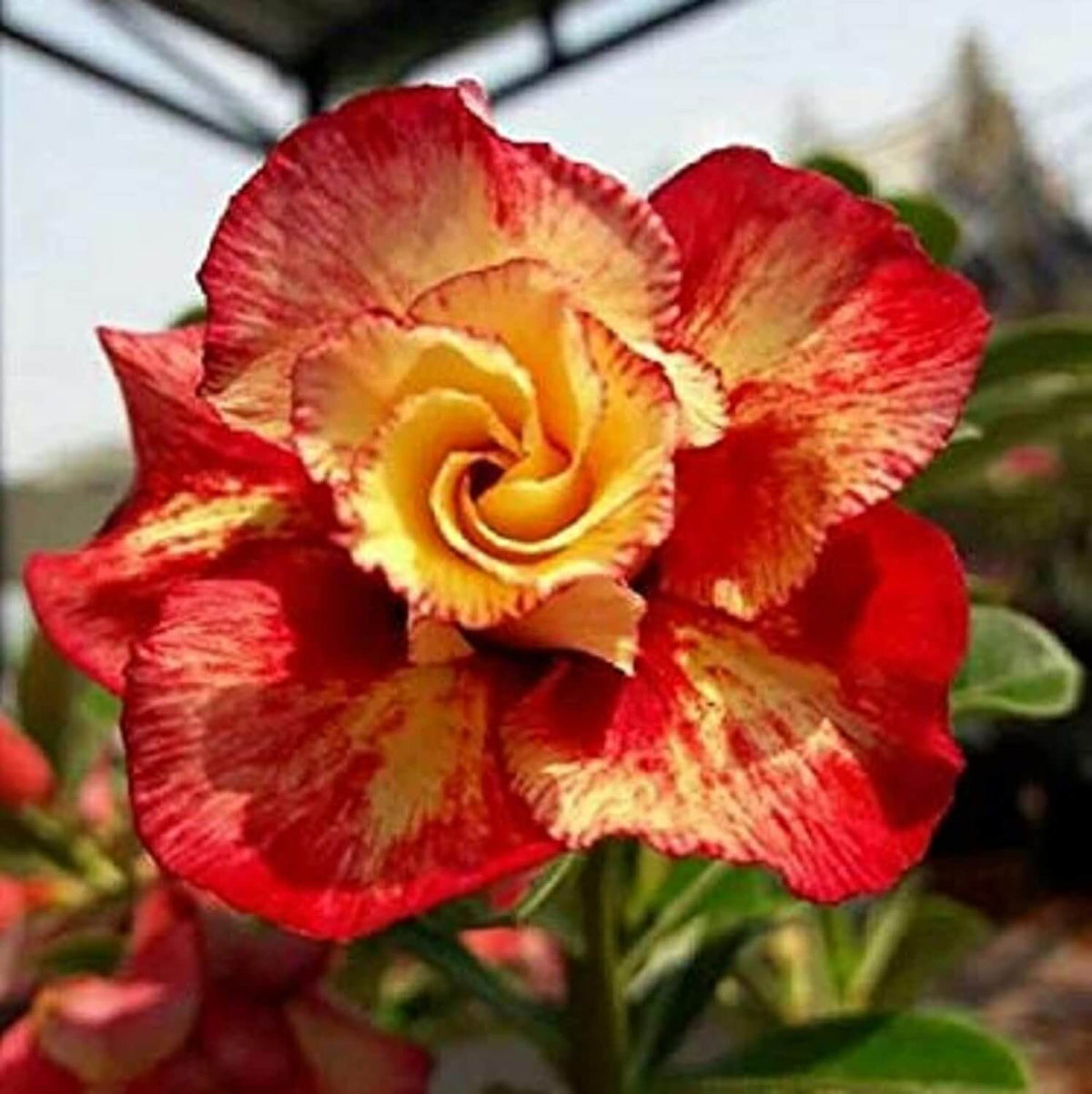 Orange Adenium Seeds - Heirloom Flower Garden Seeds for Growing