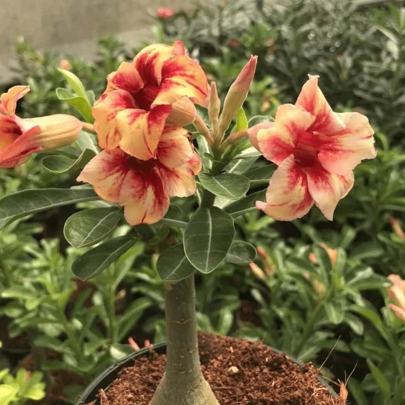 Orange Adenium Seeds - Heirloom Flower Garden Seeds for Growing