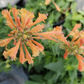 Orange Agastache Hyssop Seeds - Heirloom Flower Garden Seeds for Growing