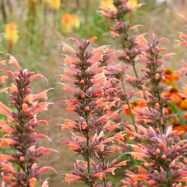 Orange Agastache Hyssop Seeds - Heirloom Flower Garden Seeds for Growing