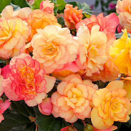 Orange Begonia Seeds - Heirloom Flower Garden Seeds for Growing