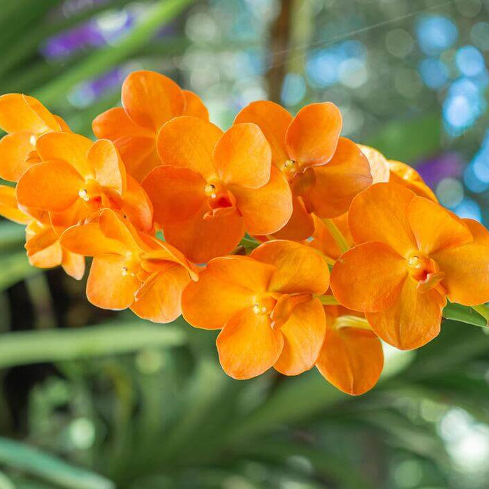 Orange Bell Orchid Seeds -  Heirloom Flower Garden Seeds for Growing