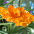 Orange Bell Orchid Seeds -  Heirloom Flower Garden Seeds for Growing