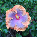 Orange Blue  Hibiscus  Seeds - Heirloom Flower Garden Seeds for Growing