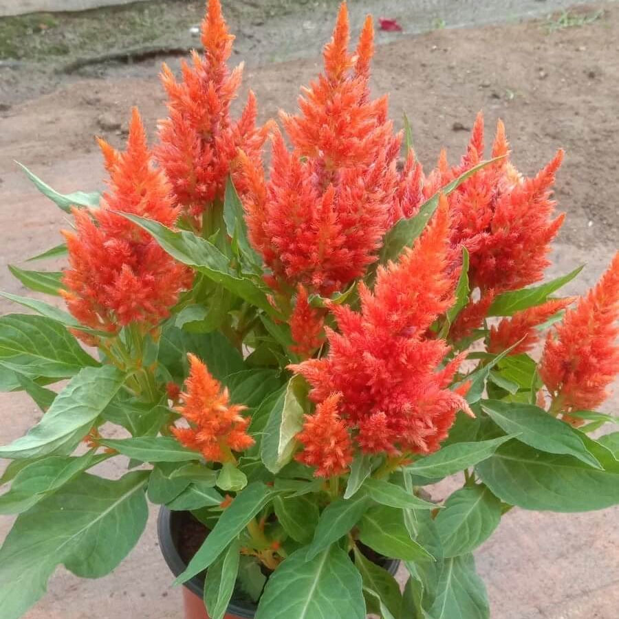 Orange Celosia Seeds - Heirloom Flower Garden Seeds for Growing