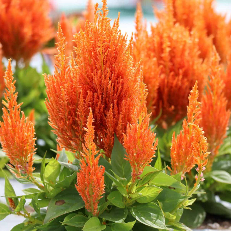 Orange Celosia Seeds - Heirloom Flower Garden Seeds for Growing