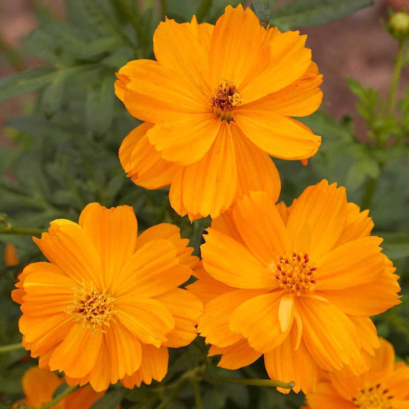 Orange Cosmos Seeds - Heirloom Flower Garden Seeds for Growing