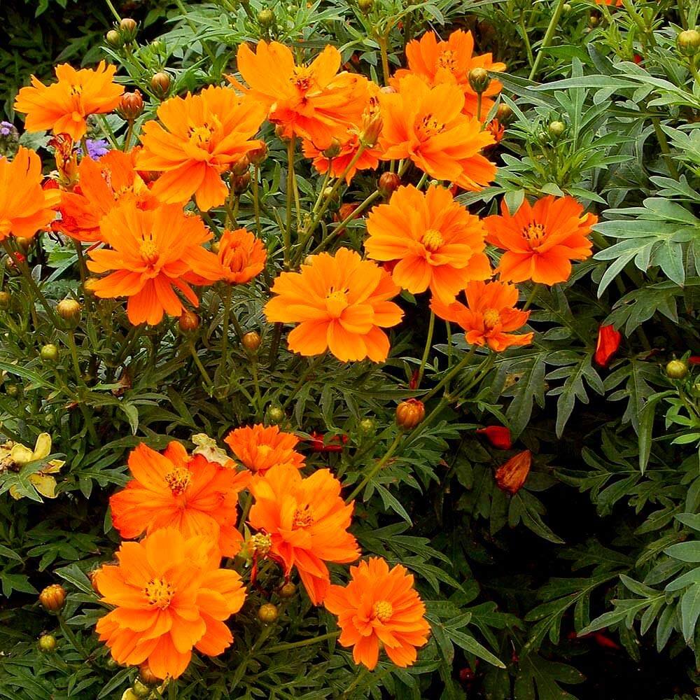 Orange Cosmos Seeds - Heirloom Flower Garden Seeds for Growing