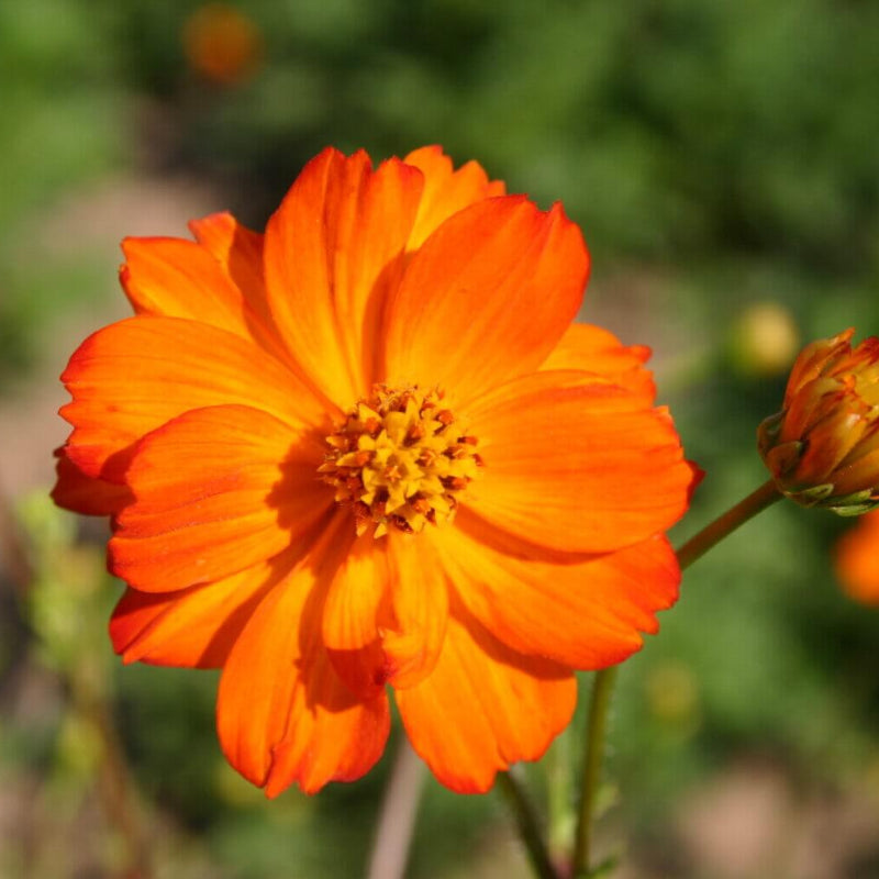 Orange Cosmos Seeds - Heirloom Flower Garden Seeds for Growing
