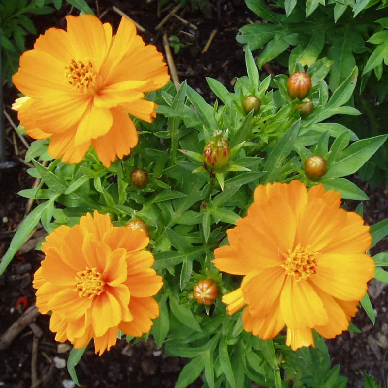 Orange Cosmos Seeds - Heirloom Flower Garden Seeds for Growing