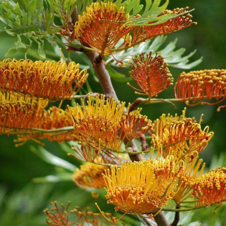 Orange Grevillea Seeds - Heirloom Flower Garden Seeds for Growing