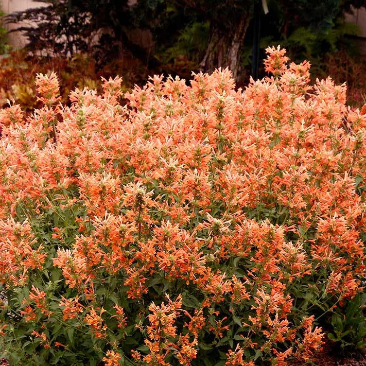 Orange Hyssop Agastache Seeds - Heirloom Flower Garden Seeds for Growing