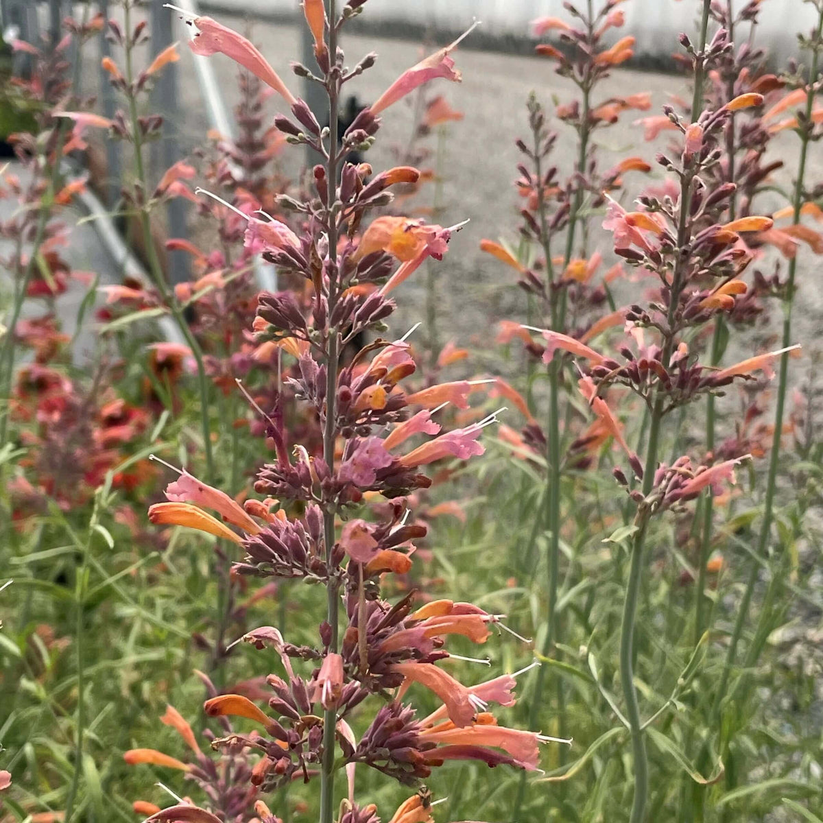 Orange Hyssop Agastache Seeds - Heirloom Flower Garden Seeds for Growing