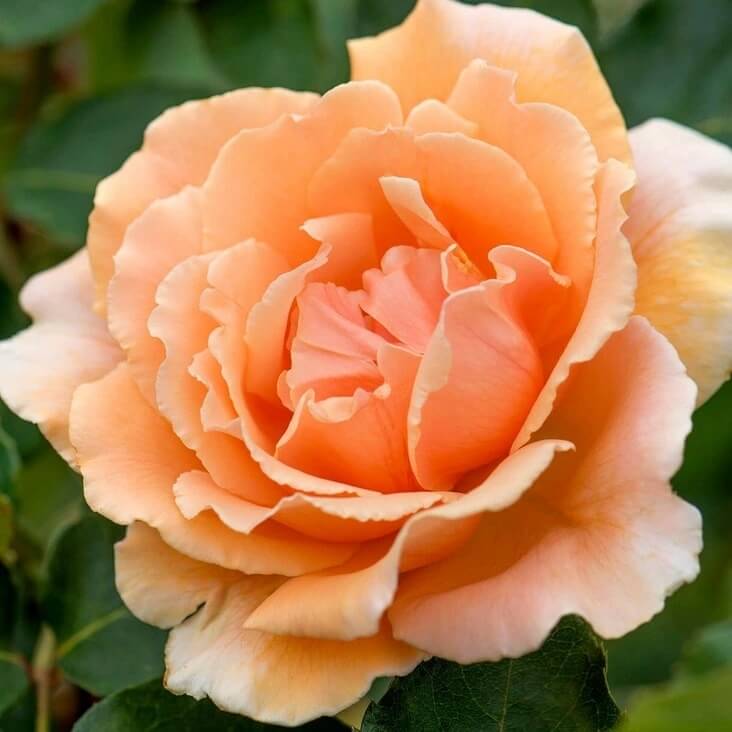 Orange Joey Hybrid Tea Rosa spp. Seeds - Heirloom Flower Garden Seeds for Growing