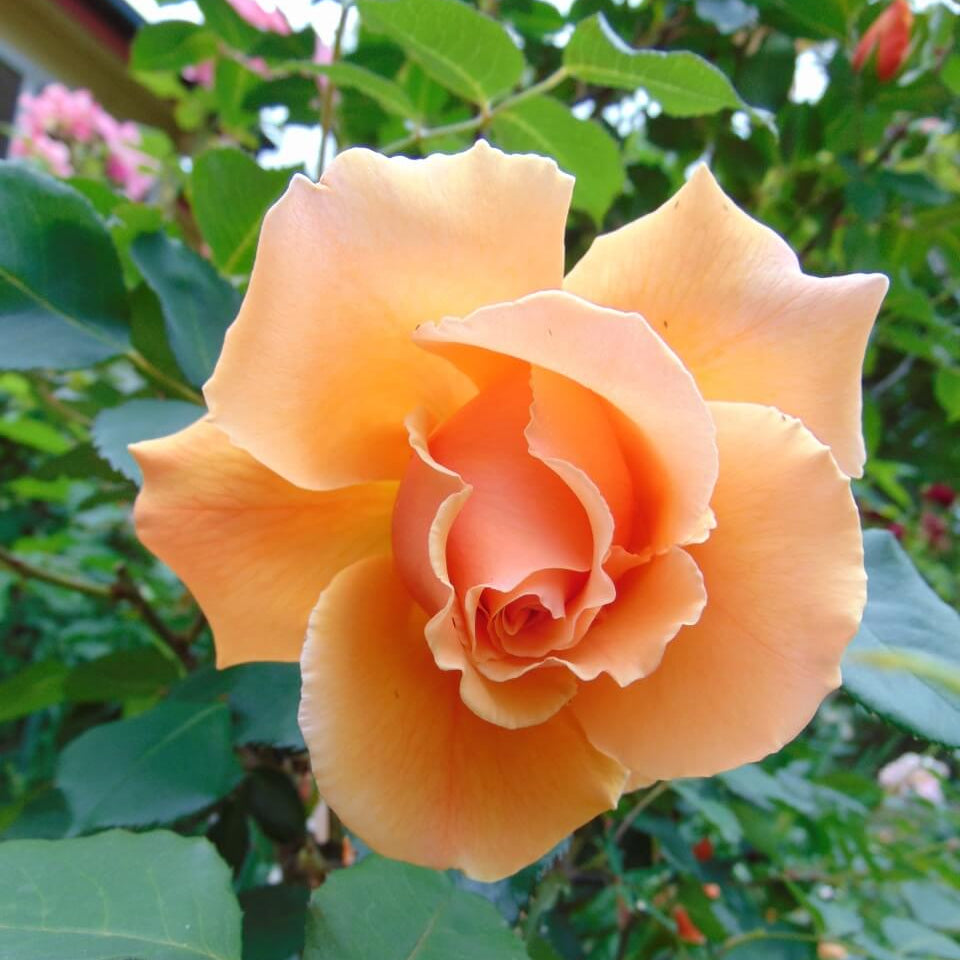 Orange Joey Hybrid Tea Rosa spp. Seeds - Heirloom Flower Garden Seeds for Growing