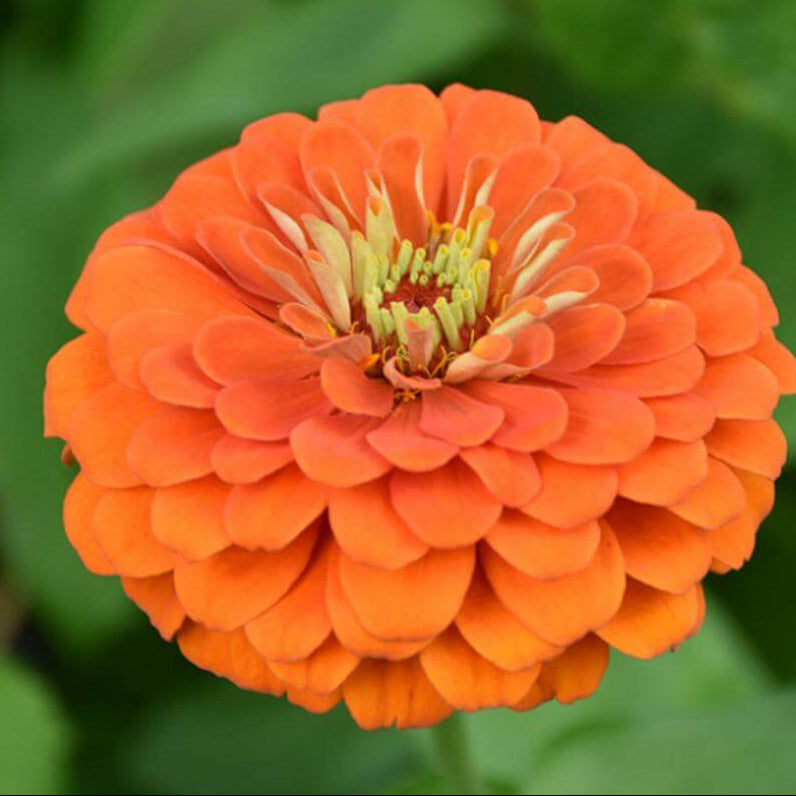Orange King Zinnia Seeds - Heirloom Flower Garden Seeds for Growing