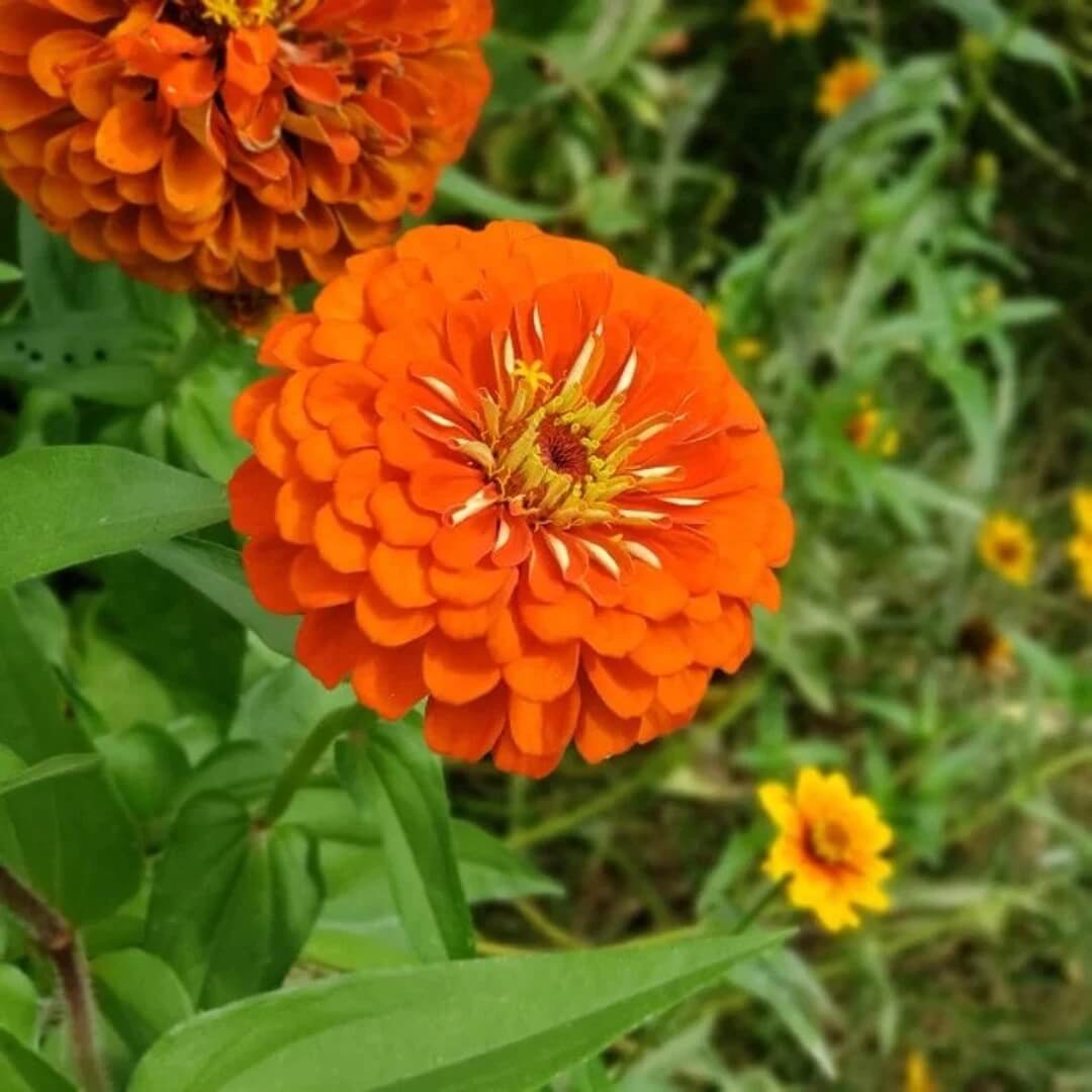 Orange King Zinnia Seeds - Heirloom Flower Garden Seeds for Growing
