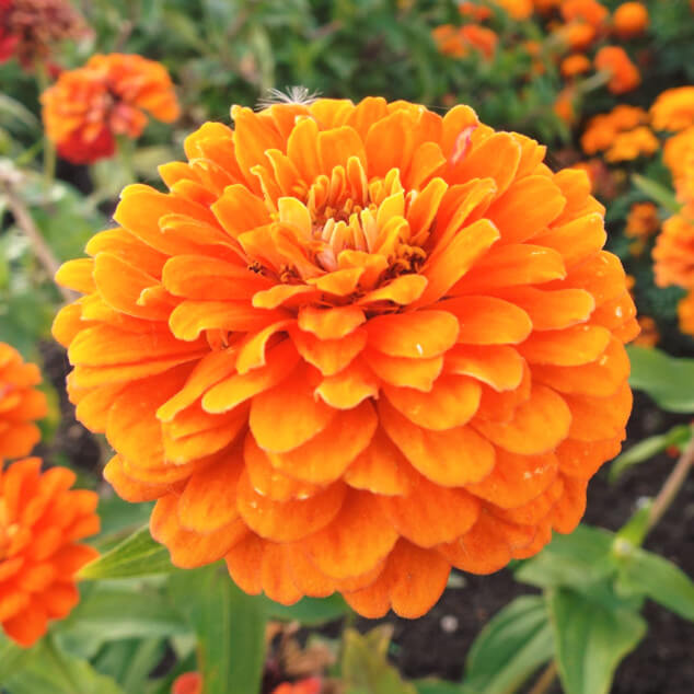 Orange King Zinnia Seeds - Heirloom Flower Garden Seeds for Growing