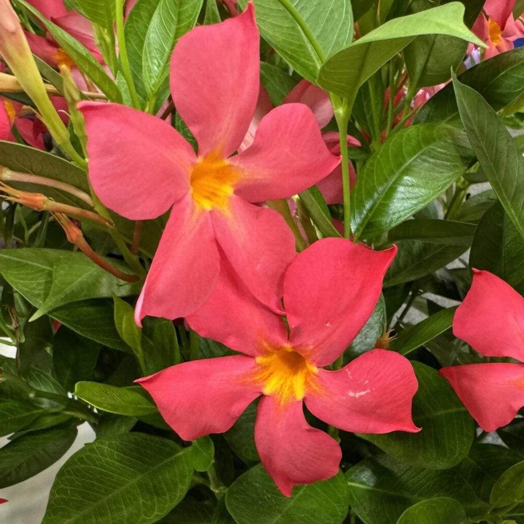 Orange Mandevilla Seeds - Heirloom Flower Garden Seeds for Growing