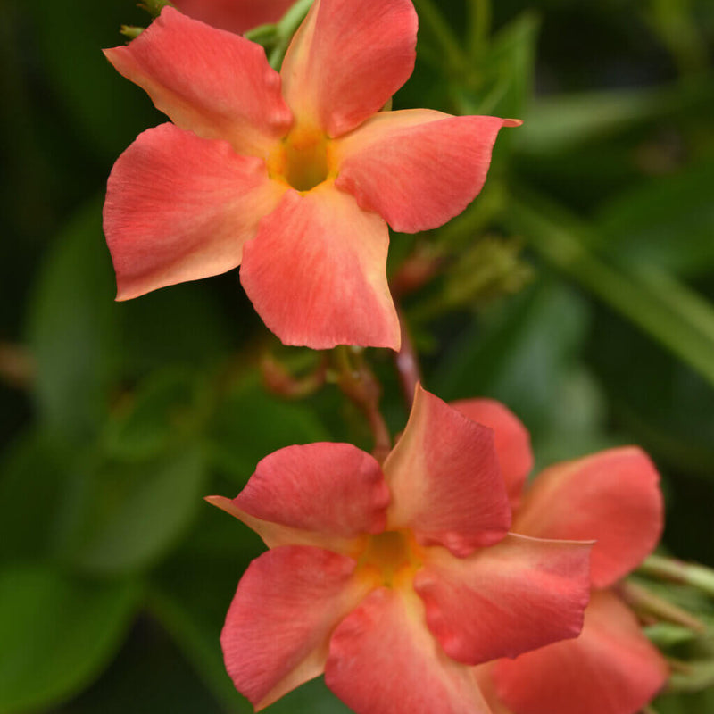 Orange Mandevilla Seeds - Heirloom Flower Garden Seeds for Growing