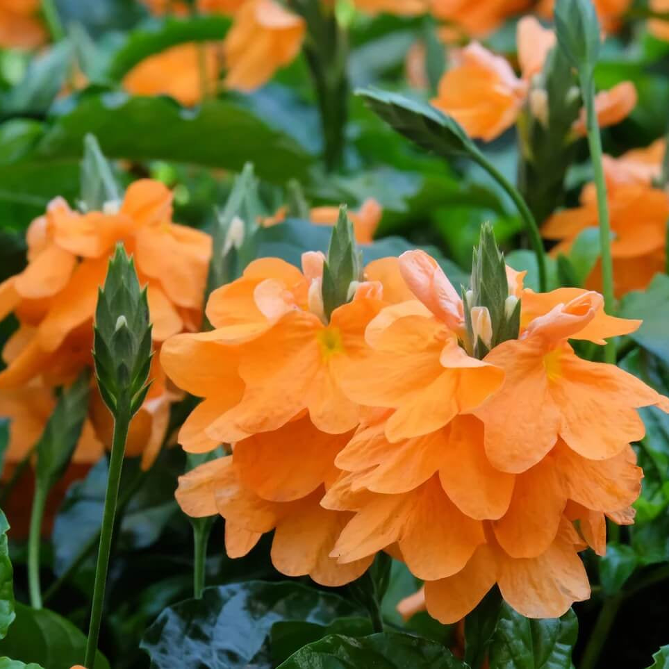 Orange Marmalade Crossandra Seeds - Heirloom Flower Garden Seeds for Growing