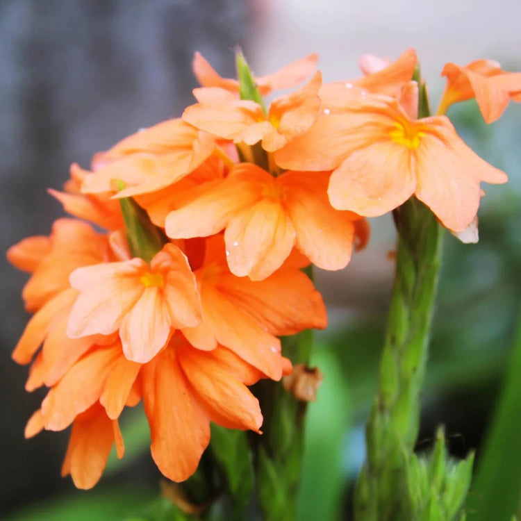 Orange Marmalade Crossandra Seeds - Heirloom Flower Garden Seeds for Growing