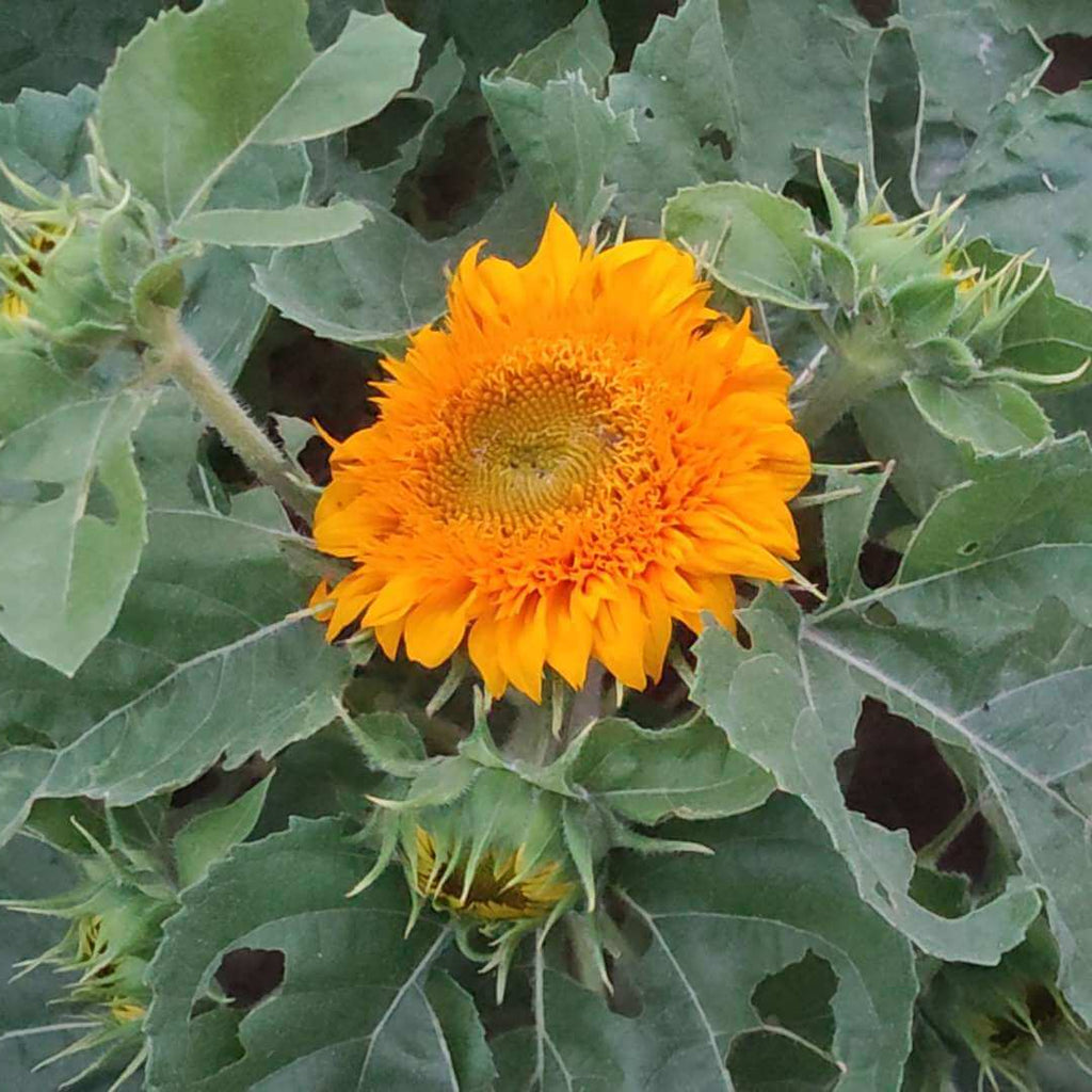 Orange Mini Sunflower Seeds  - Heirloom Flower Garden Seeds for Growing