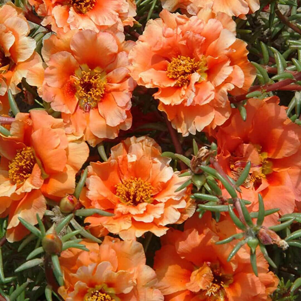 Orange Moss Rose Portulaca Seeds - Heirloom Flower Garden Seeds for Growing