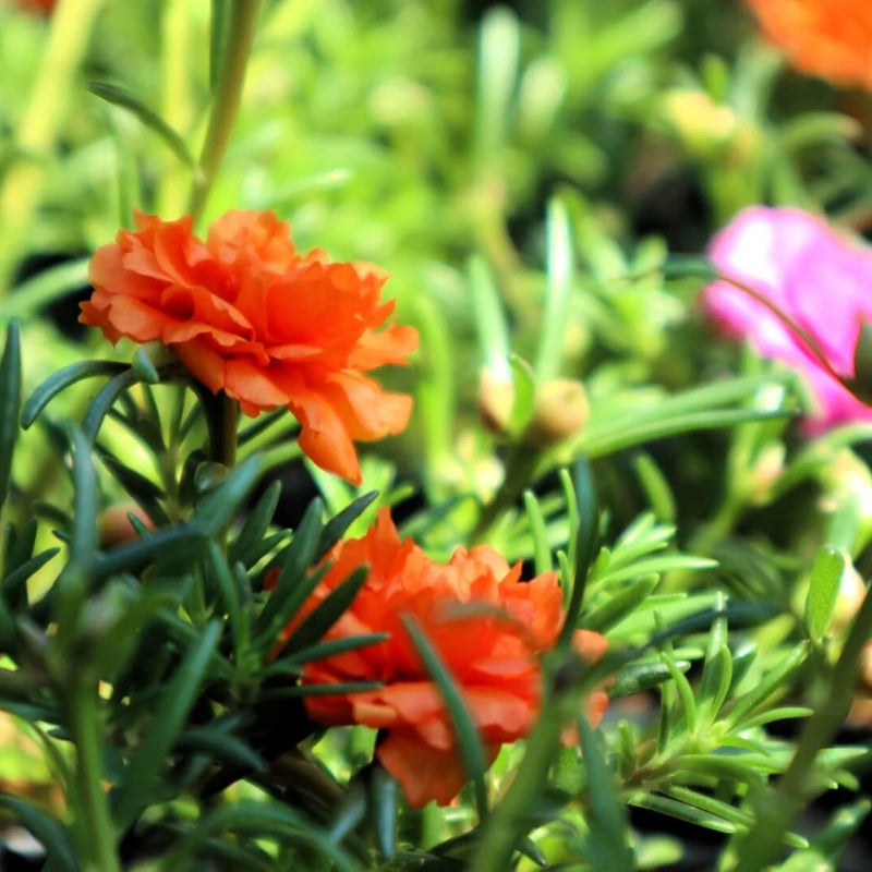 Orange Moss Rose Portulaca Seeds - Heirloom Flower Garden Seeds for Growing