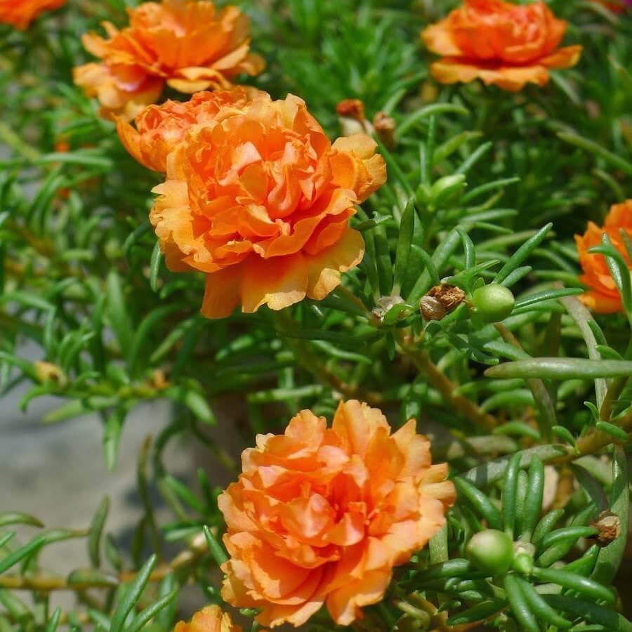 Orange Moss Rose Portulaca Seeds - Heirloom Flower Garden Seeds for Growing