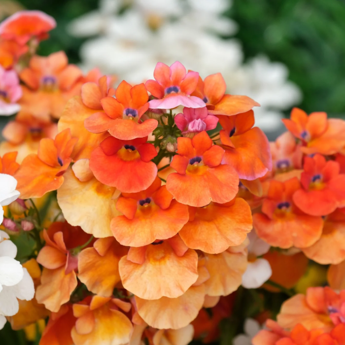 Orange Nemesia Seeds - Heirloom Flower Garden Seeds for Growing