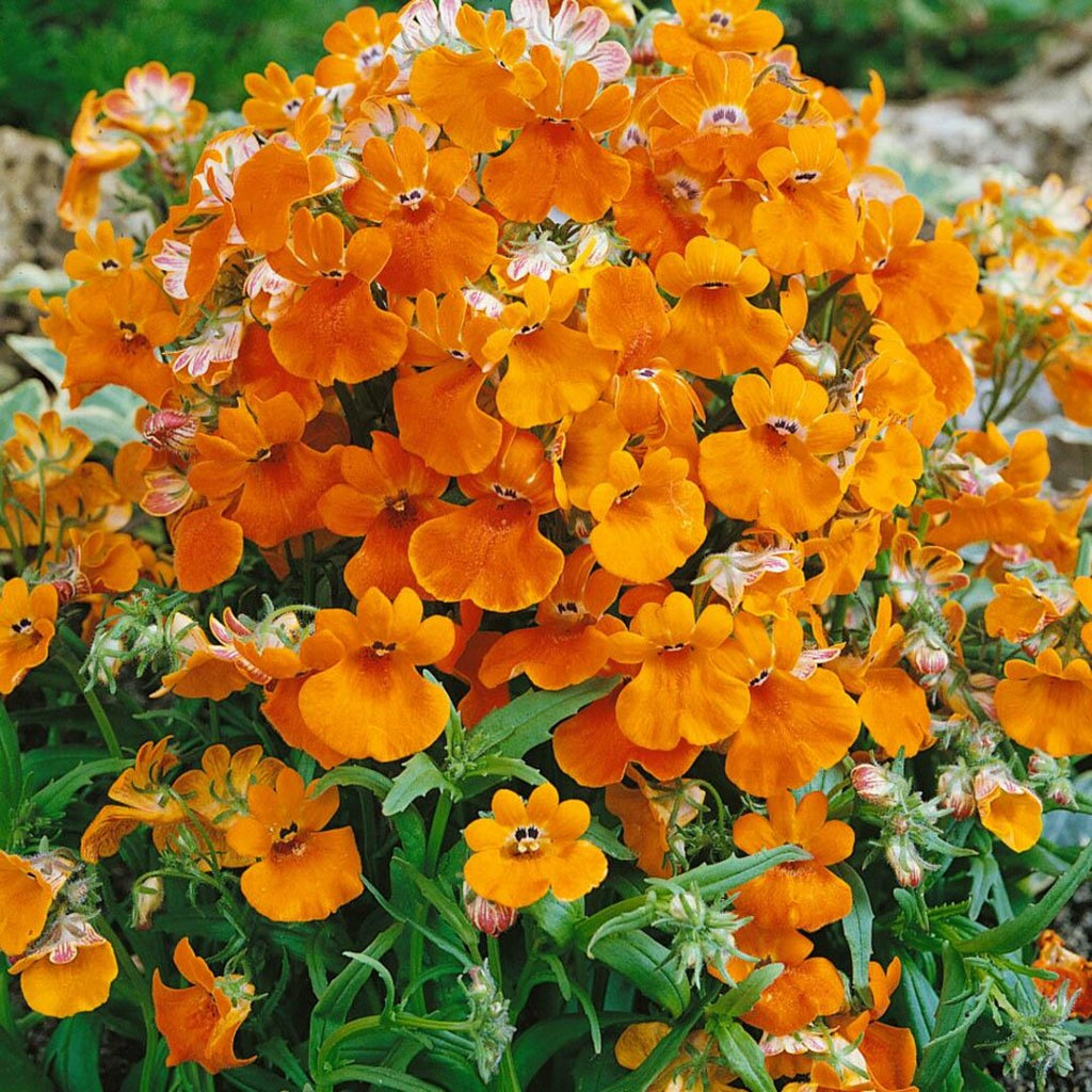 Orange Nemesia Seeds - Heirloom Flower Garden Seeds for Growing