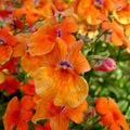Orange Nemesia Seeds - Heirloom Flower Garden Seeds for Growing