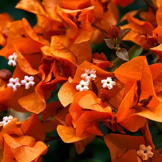 Orange Pink Heirloom Wildflower Bougainvillea Seeds - Heirloom Flower Garden Seeds for Growing