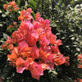 Orange Pink Heirloom Wildflower Bougainvillea Seeds - Heirloom Flower Garden Seeds for Growing