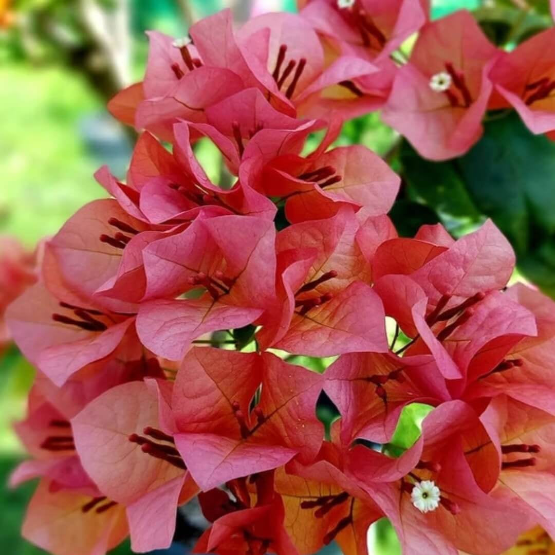 Orange Pink Heirloom Wildflower Bougainvillea Seeds - Heirloom Flower Garden Seeds for Growing