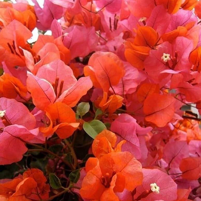 Orange Pink Heirloom Wildflower Bougainvillea Seeds - Heirloom Flower Garden Seeds for Growing
