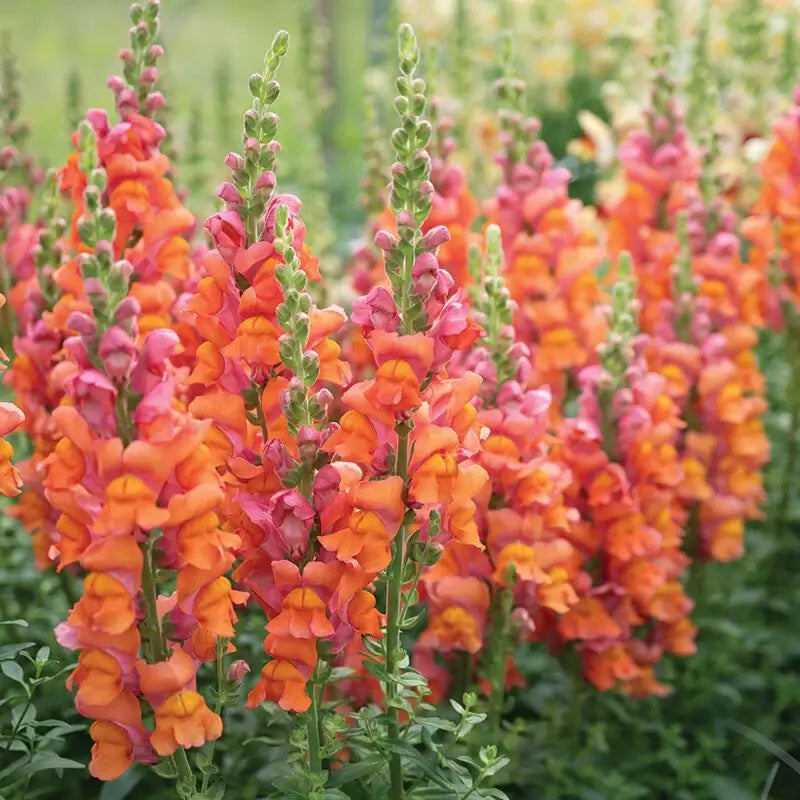 Orange Snapdragon Seeds - Heirloom Flower Garden Seeds for Growing