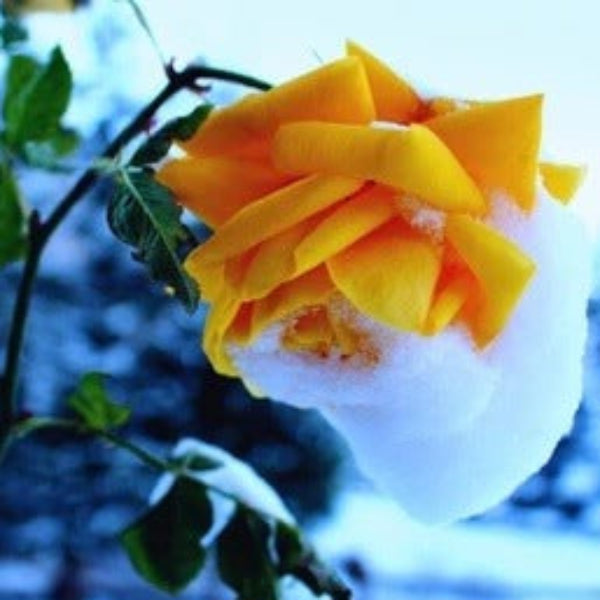 Orange Snow Rosa spp. Seeds - Heirloom Flower Garden Seeds for Growing