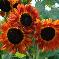Orange Sunflower Seeds - Heirloom Flower Garden Seeds for Growing