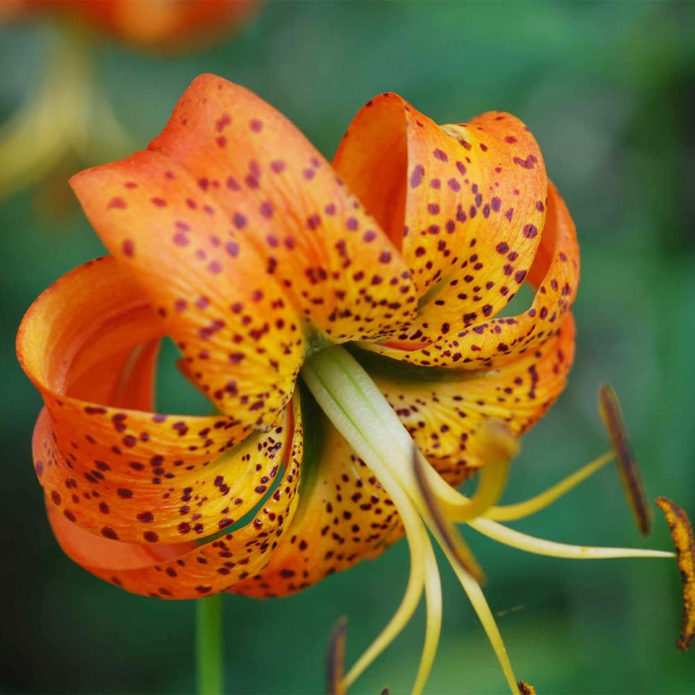 Orange Turka Cap Lily Seeds - Heirloom Flower Garden Seeds for Growing