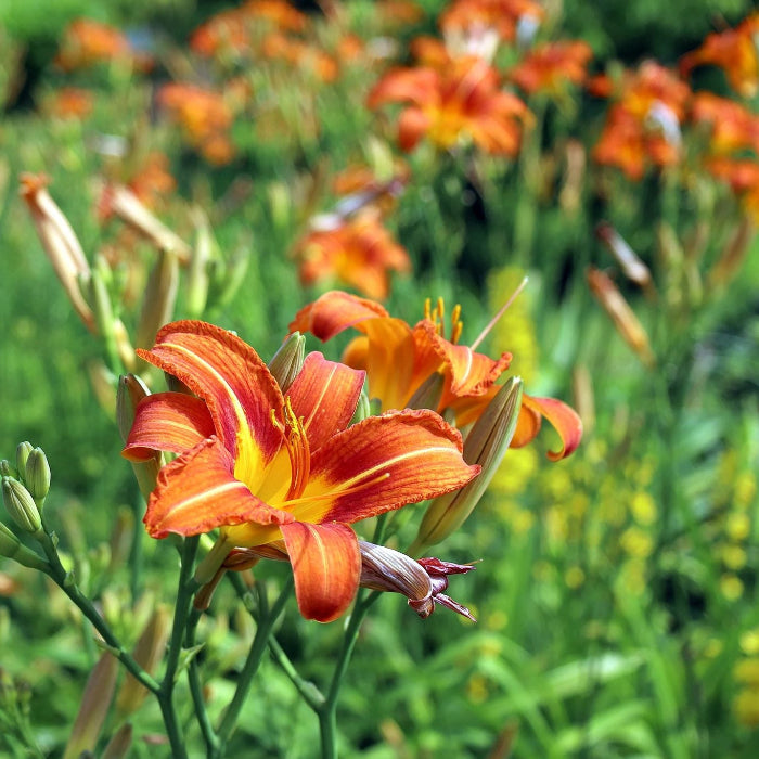 Orange Turka Cap Lily Seeds - Heirloom Flower Garden Seeds for Growing