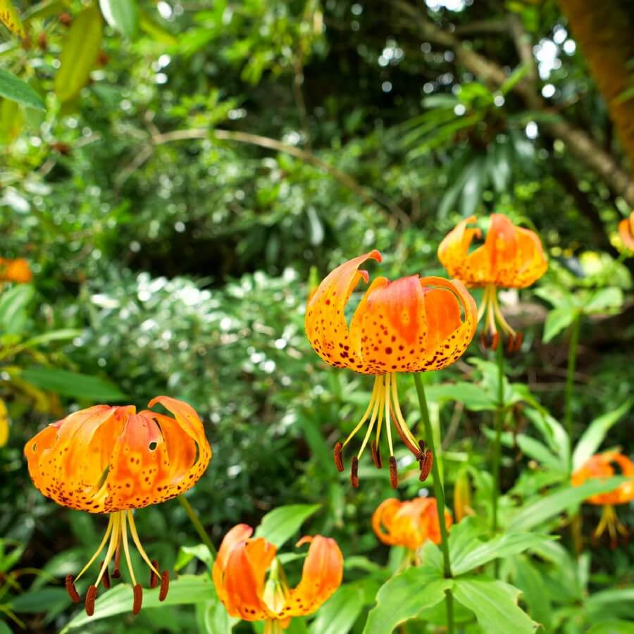 Orange Turka Cap Lily Seeds - Heirloom Flower Garden Seeds for Growing