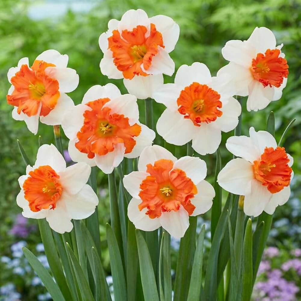 Orange White Narcissus Seeds - Heirloom Flower Garden Seeds for Growing