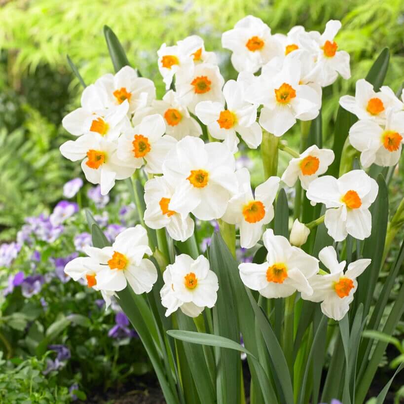 Orange White Narcissus Seeds - Heirloom Flower Garden Seeds for Growing