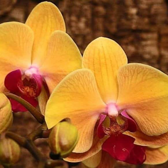 Orange Yellow Phalaenopsis Orchid Seeds -  Heirloom Flower Garden Seeds for Growing